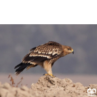 گونه عقاب شاهی Eastern Imperial Eagle